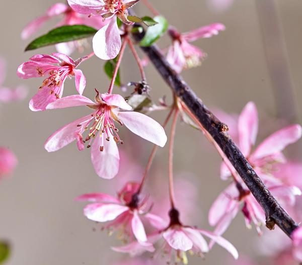 Zierapfel 'Royal Beauty', Kaskaden-Stämmchen