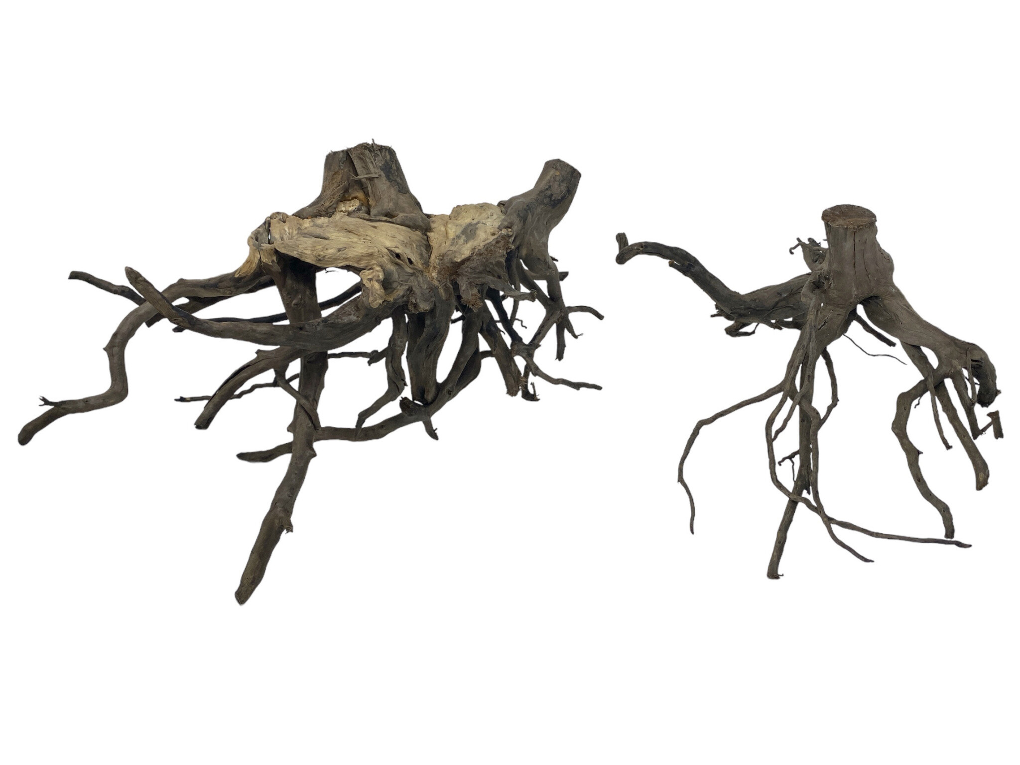 Superfish Black Spiderwood M
