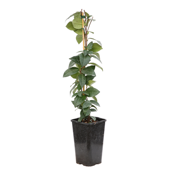 Trachelospermum jasminiodes, pot 1,5 litres