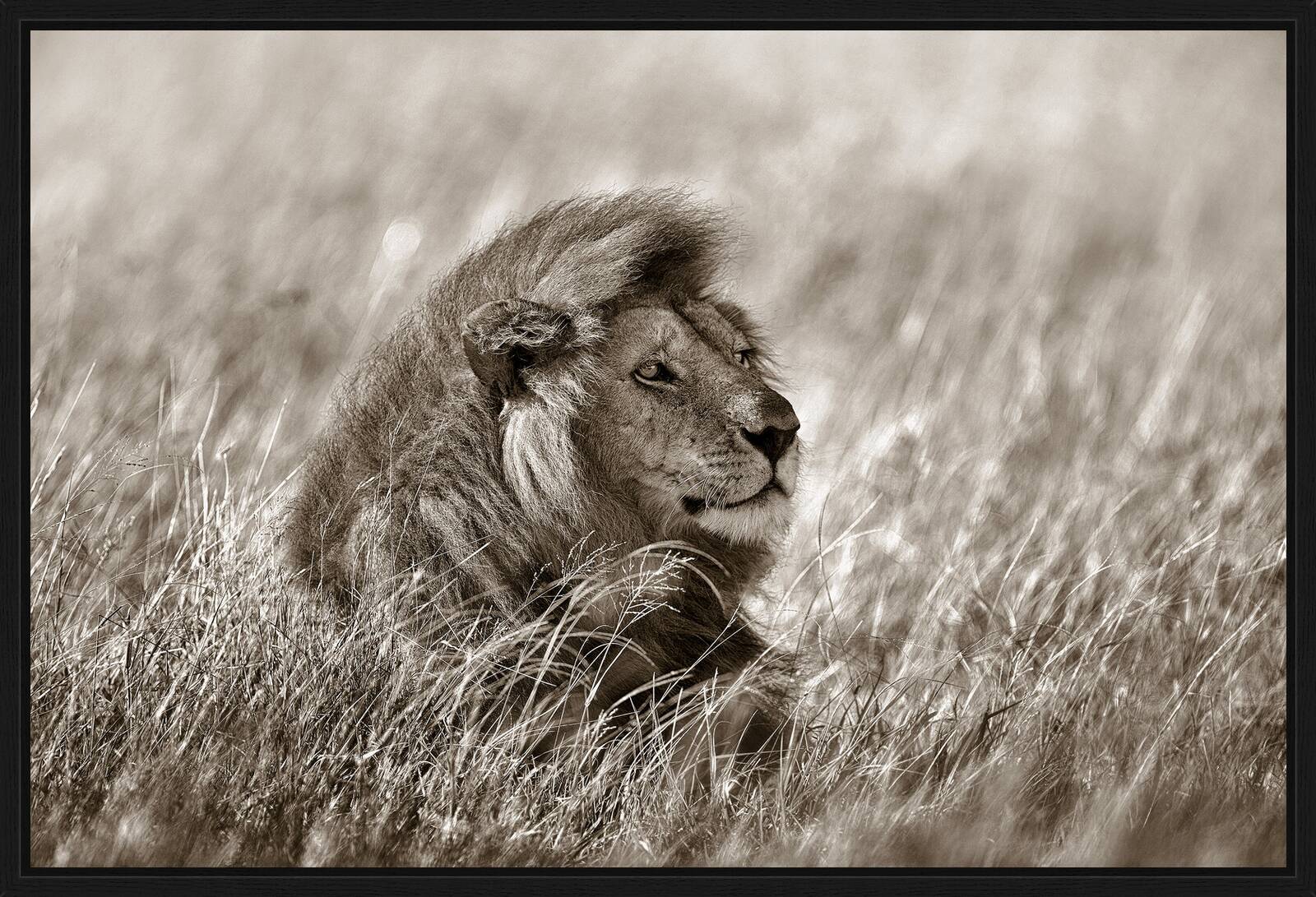 Lion in Grass by Horst Klemm - Limited Edition. Edition of: 150. Signed.