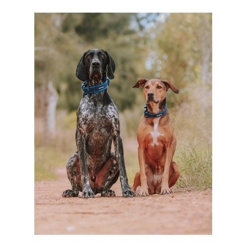 Coleira ajustável APEX DOG GEAR com fecho de metal preto para cães