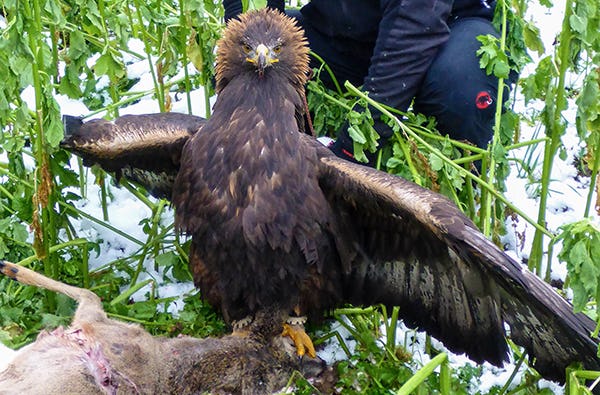 Adler-Erlebnis in Wunsiedel als Geschenkidee