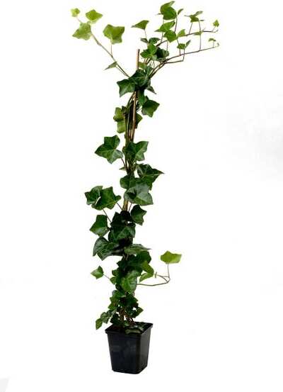 Grootbladige Klimop (Hedera hibernica) H 150-175 cm
