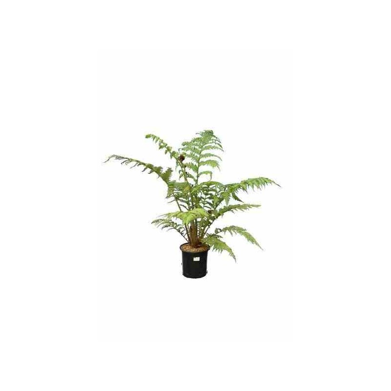Cyathea cooperi (fougères arborescentes) taille pot de 4 litres ? 90/110 cm