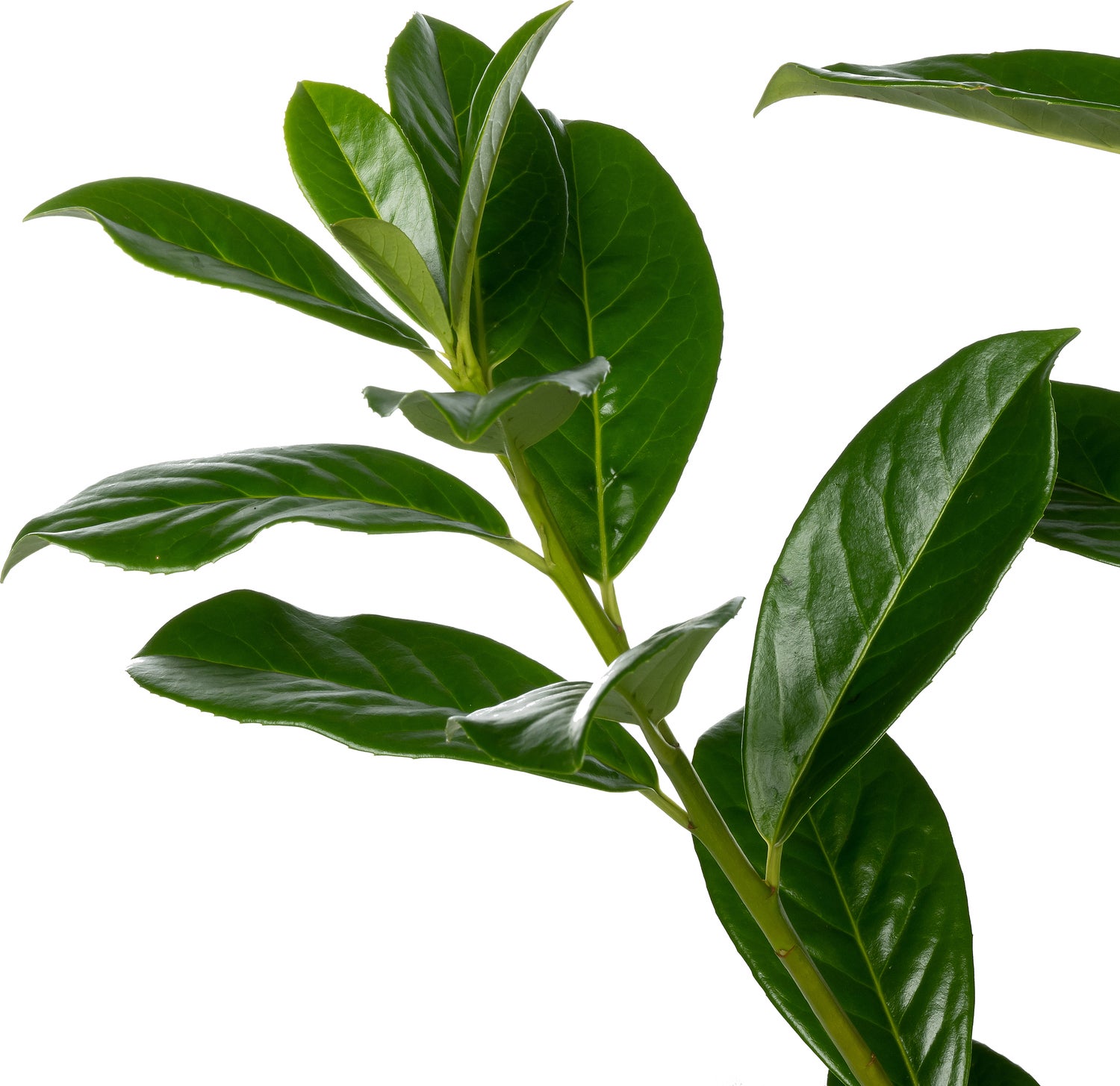 Laurierkers (Prunus laurocerasus 'Novita') D 26 H 80 cm