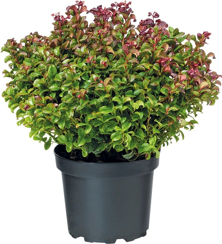Druifheide (Leucothoe) D 23 H 30 cm