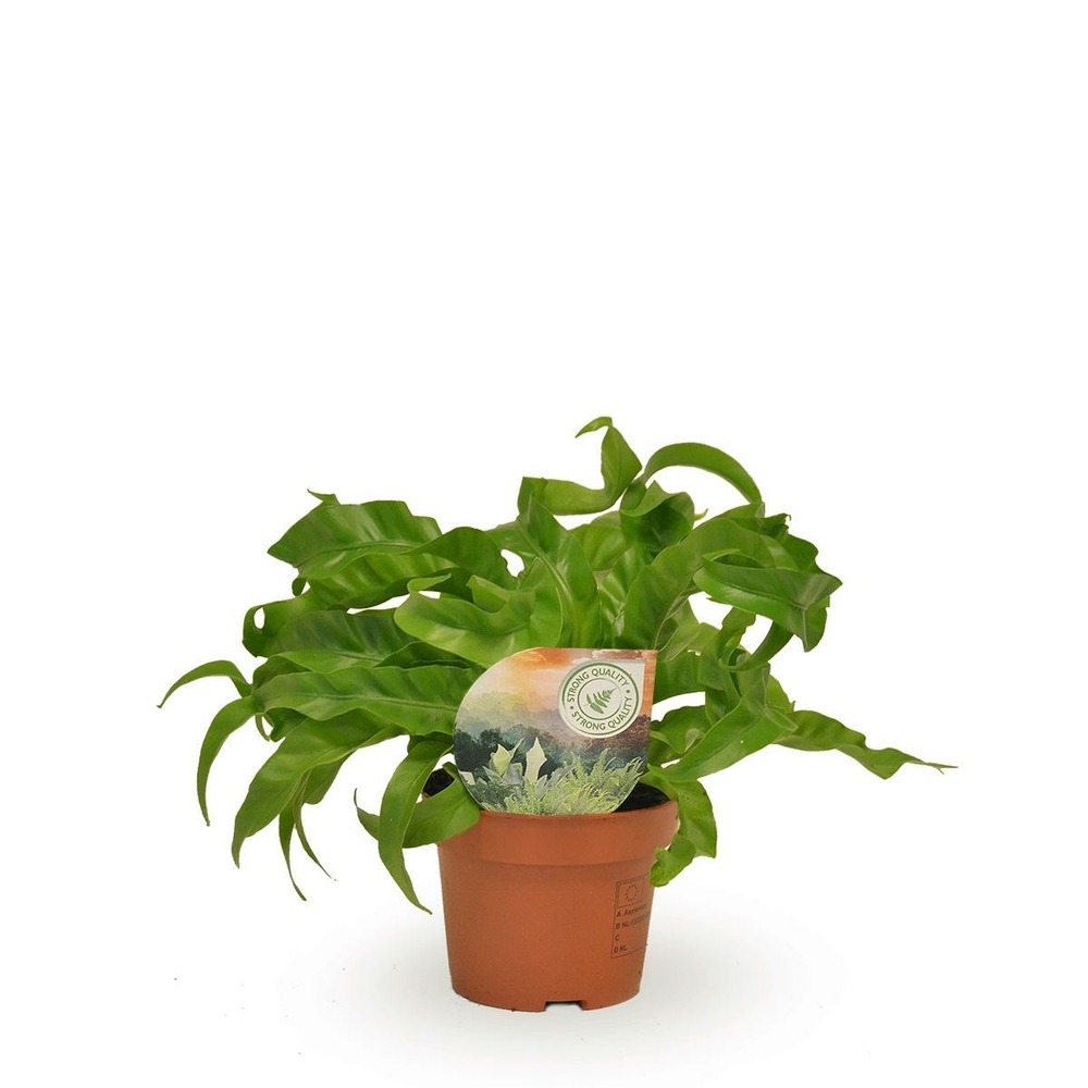 Plante d'intérieur - asplenium 'hurricane' 30.0cm