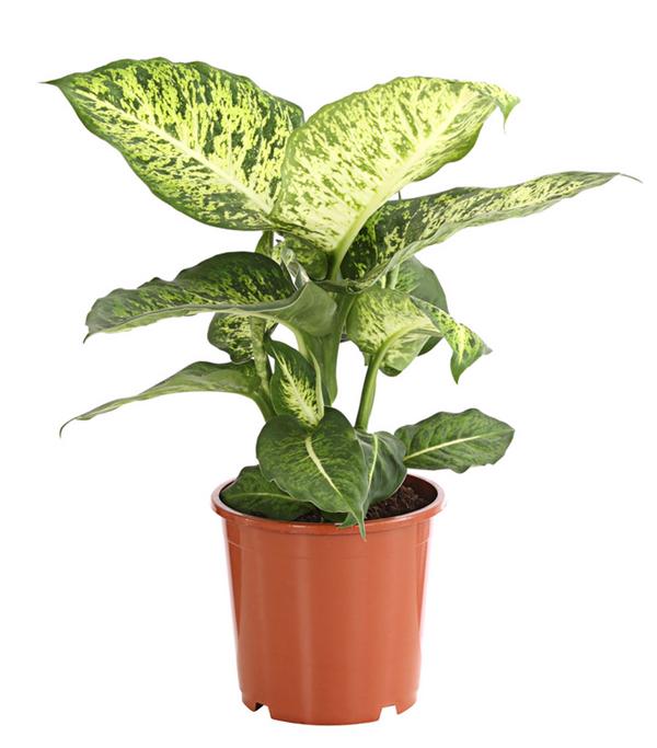 Dieffenbachie - Dieffenbachia 'Mars'