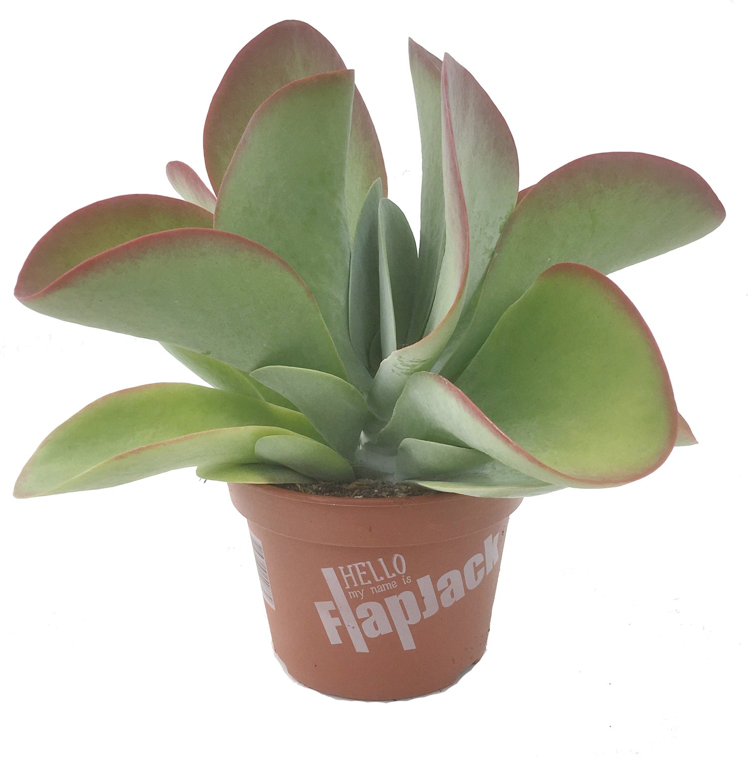Woestijnroos (Kalanchoë thyrsiflora 'Red Lips') D 13 H 25 cm