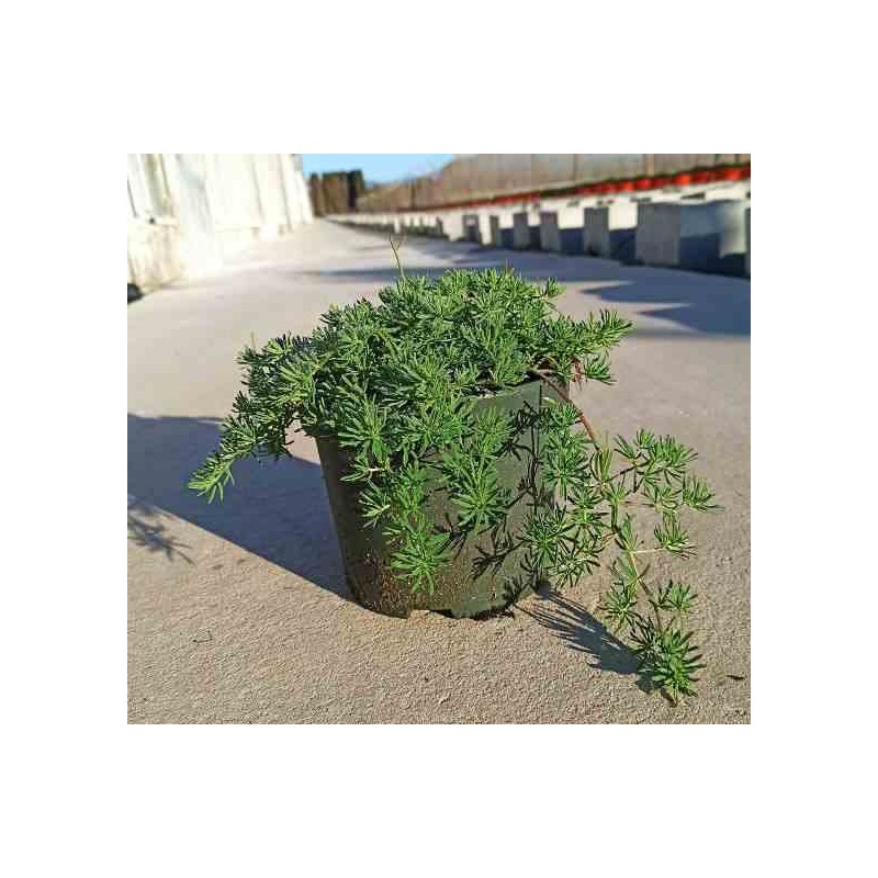 Lotus berthelotii (bec de perroquet ) taille pot de 2 litres ? 10/30cm