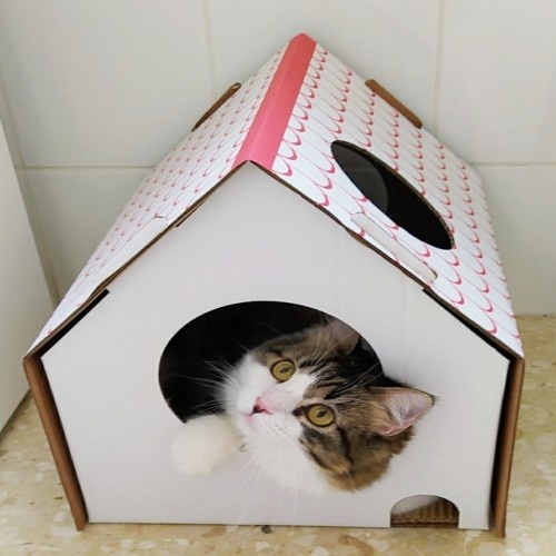 Casinha de papelão branca para gatos da Frankie