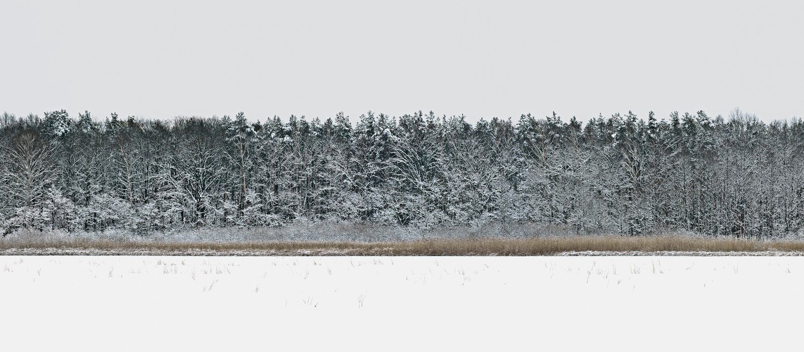 Forest 4 by Hartwig Klappert - Limited Edition. Edition of: 100. Signed.