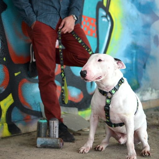 Guia para cães em poliéster com estampa de flamingo, diversas cores.