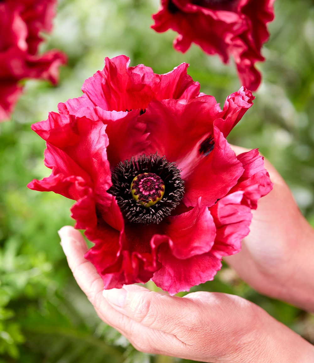 Papaver 'Red Rumble'