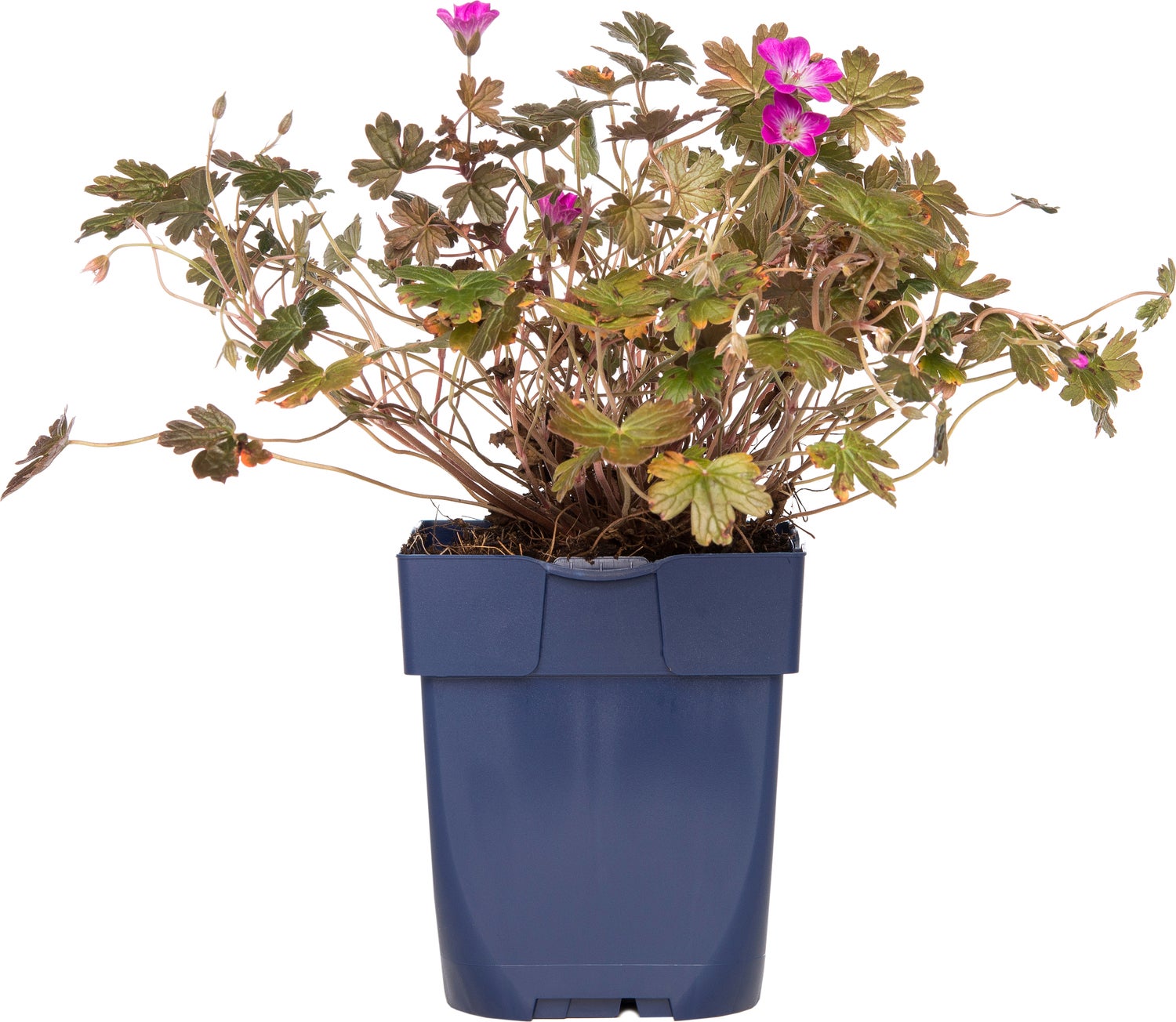 Ooievaarsbek (Geranium 'Tanya Rendall') D 9 H 15 cm
