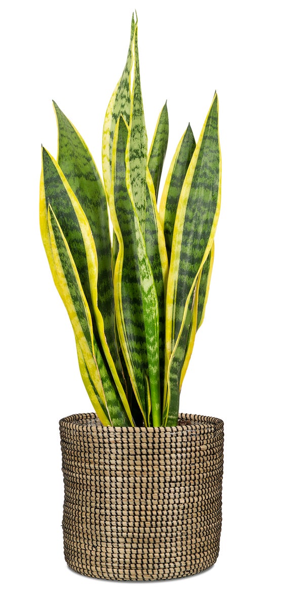 Scheurich Seagrass 24, plantenbak/mandpot van zeegras, kleur: zwart, 24 cm diameter, 22,5 cm hoog, 10,6 l inhoud.