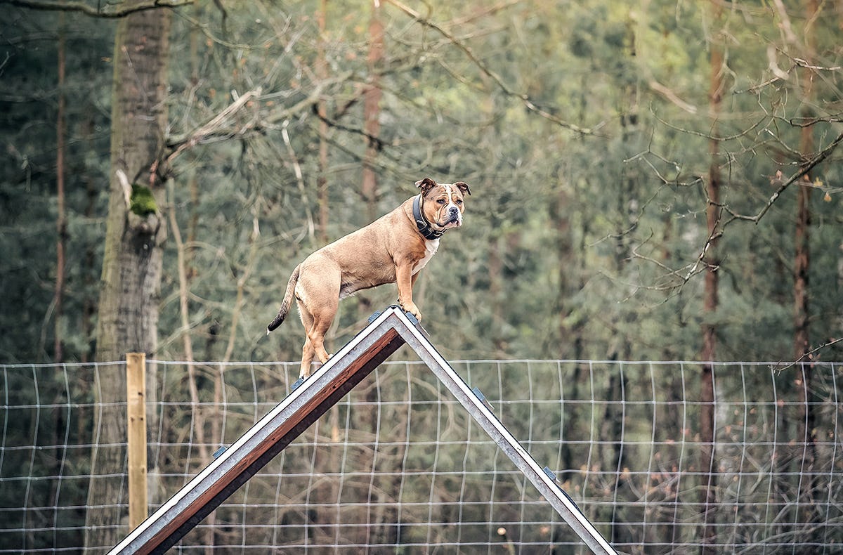 Kurzurlaub mit Hund Bernsteinsee