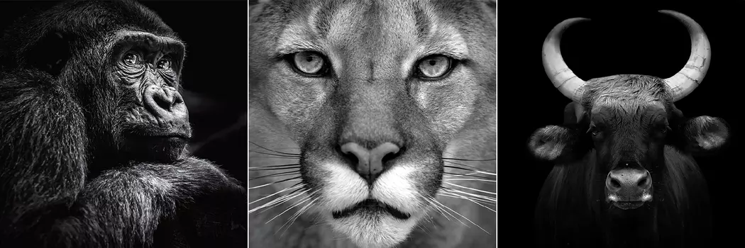 Glasbild 3tlg. Animal I