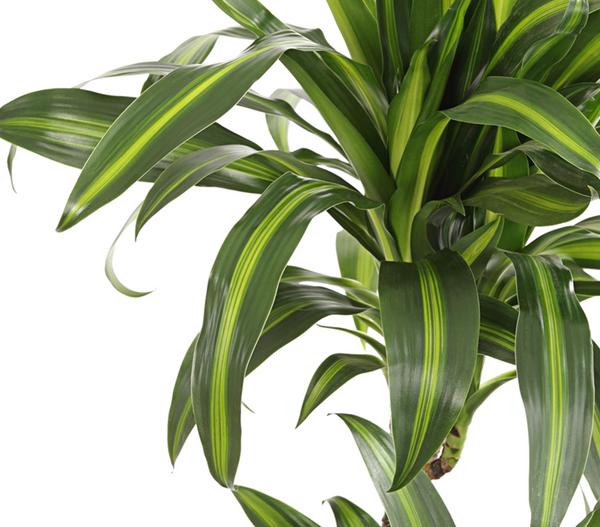 Drachenbaum - Dracaena fragrans 'Hawaiian