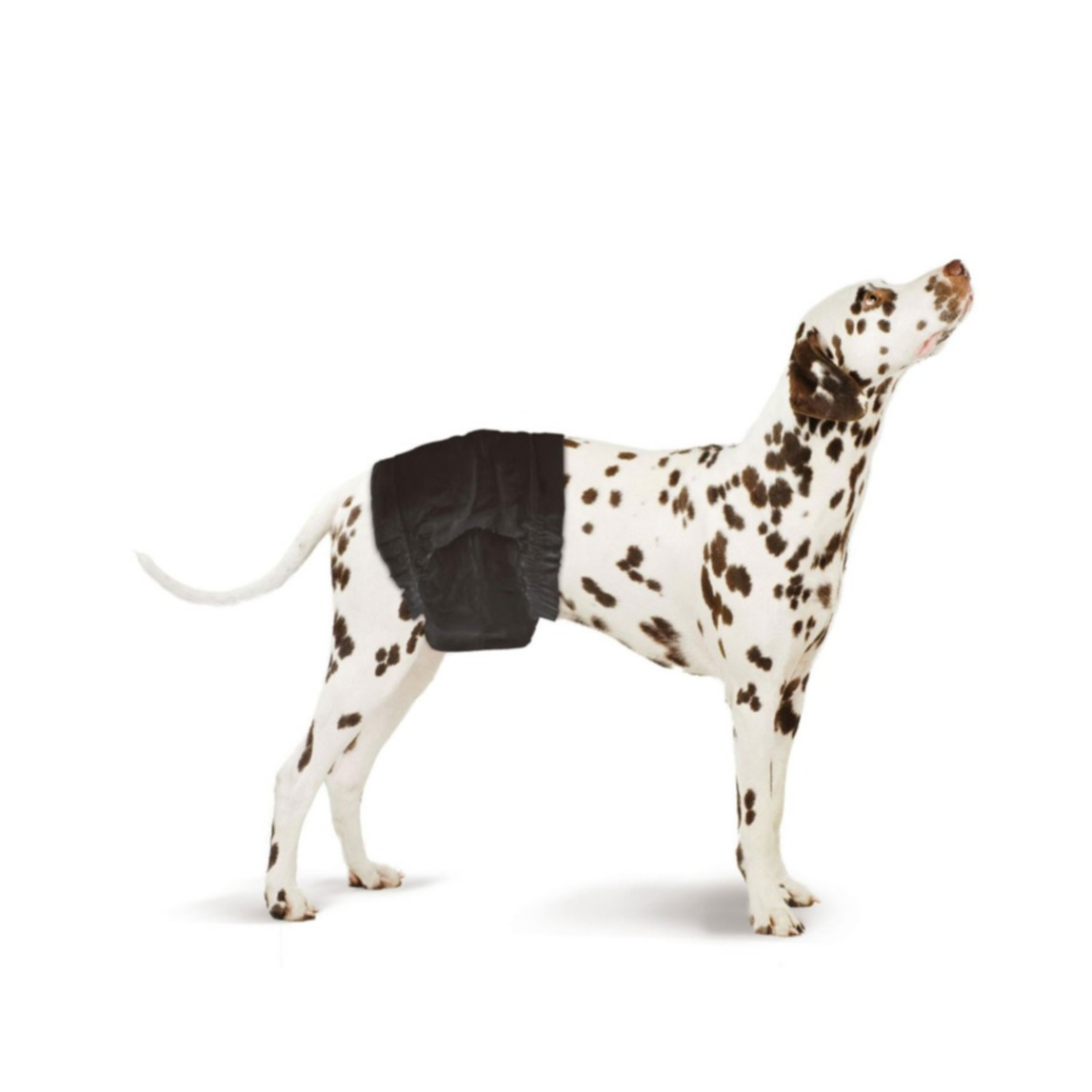 (12er Set) Gr. S-M Hunde Windeln für Rüden mit Gummiband / Klebeverschluss (508375) - Schwarz