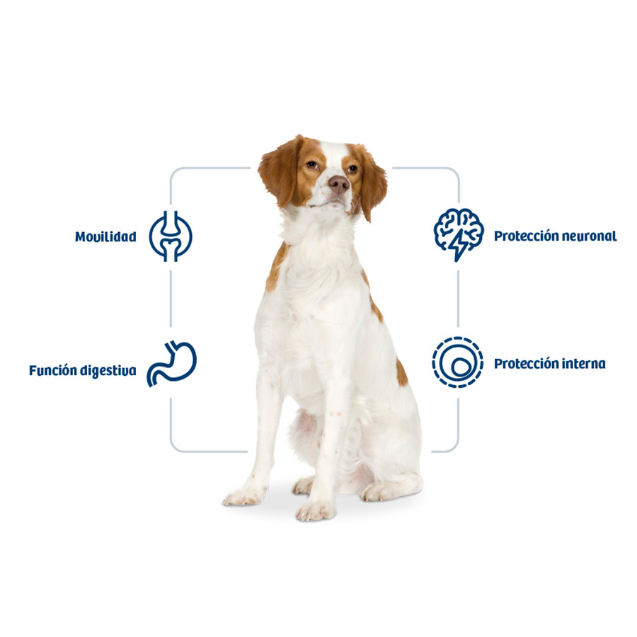 Ração Nath para cães adultos de porte médio com sabor de frango.