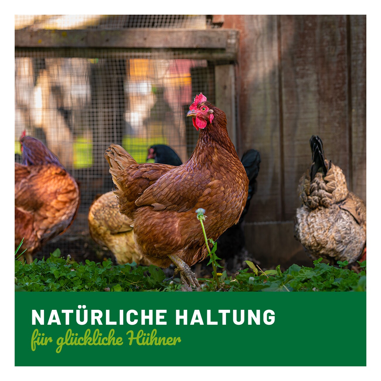 HÜHNER Land Magenruh Pulver 500g