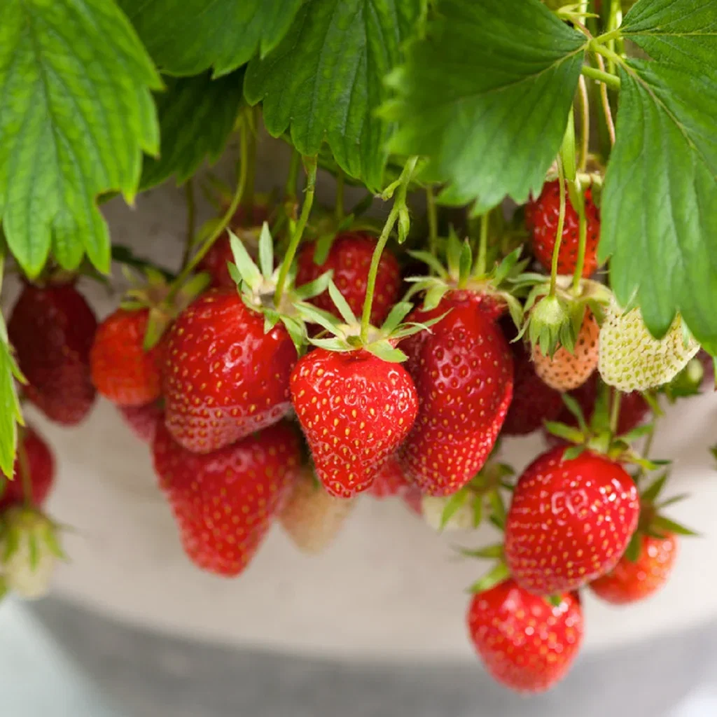 Fragaria x ananassa 'Beltran' Jordbær 'Beltran' Ø14 cm