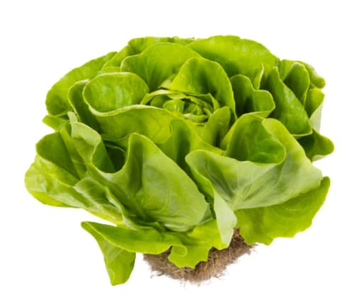 Kopfsalat mit Wurzel, 1 Stk.
