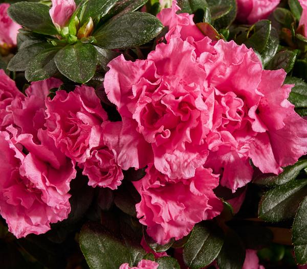 Zimmerazalee - Rhododendron simsii, Busch,