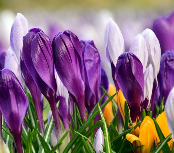 Krokus