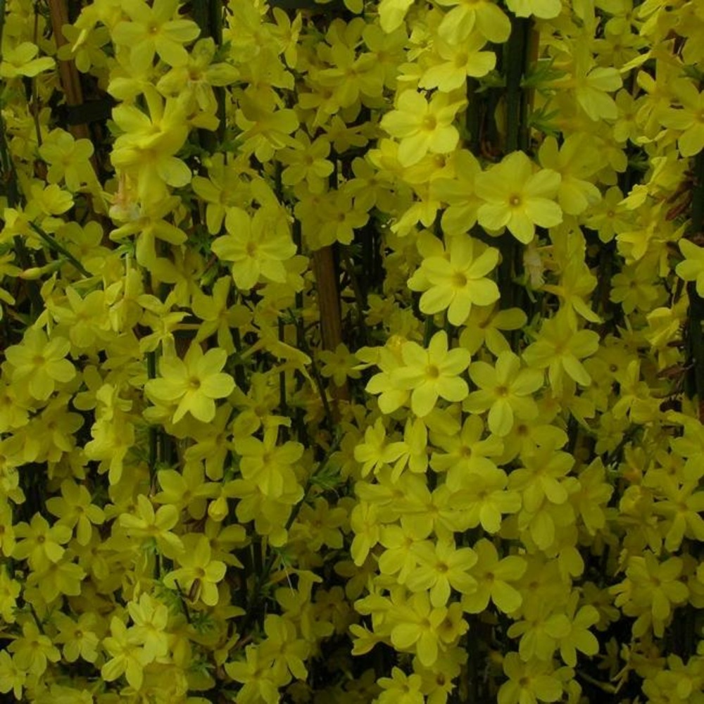 Jasmin d'hiver - jasminum nudiflorum 1.5l