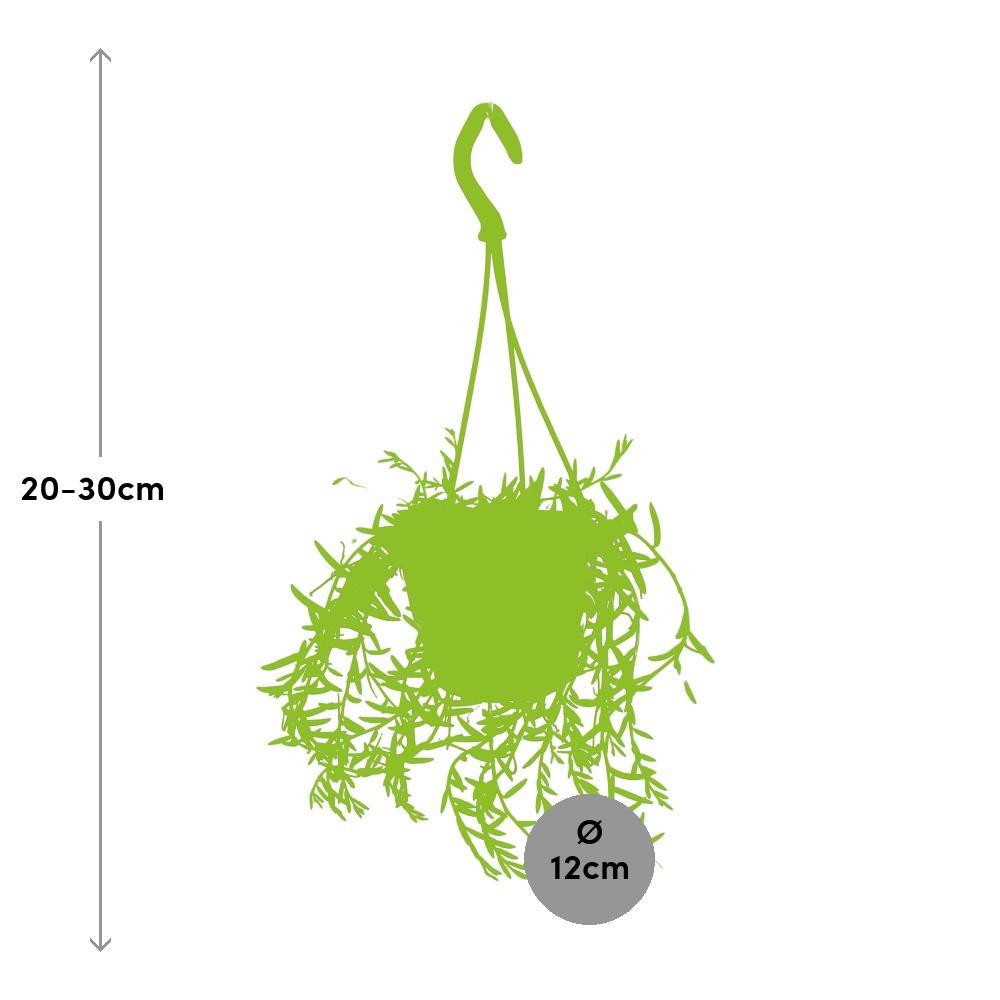 Plante d'intérieur - senecio hallianus 25.0cm