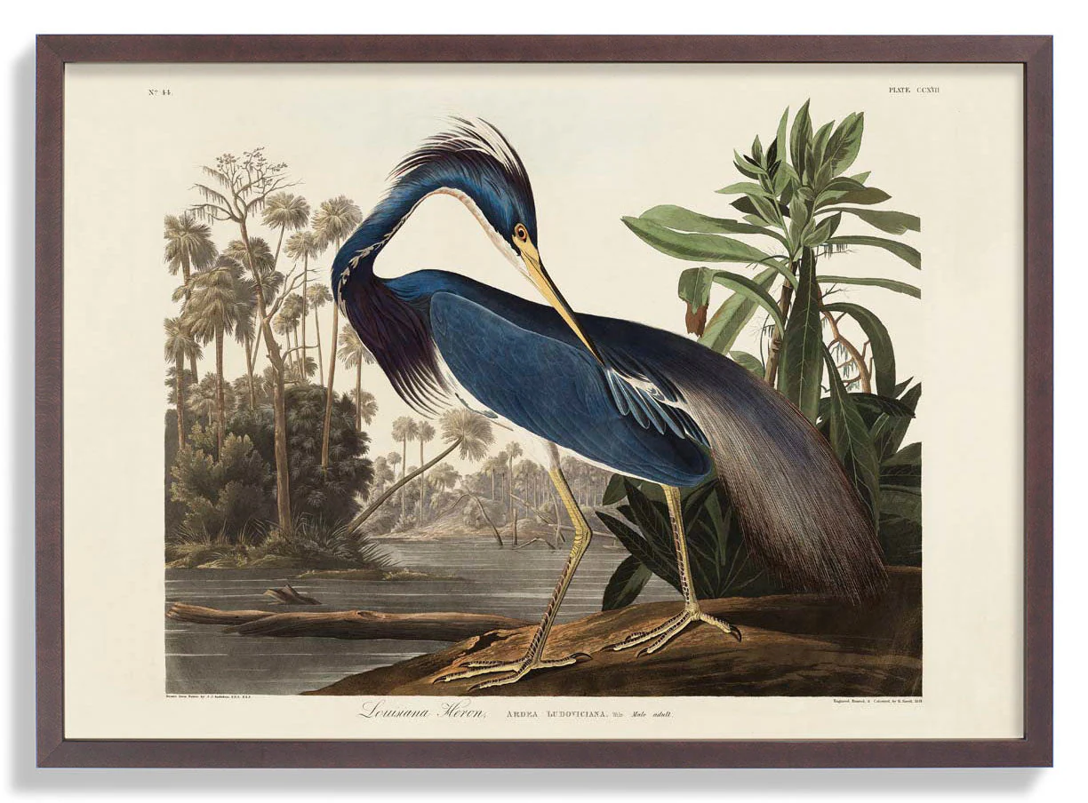 Louisiana Reiher Vogel