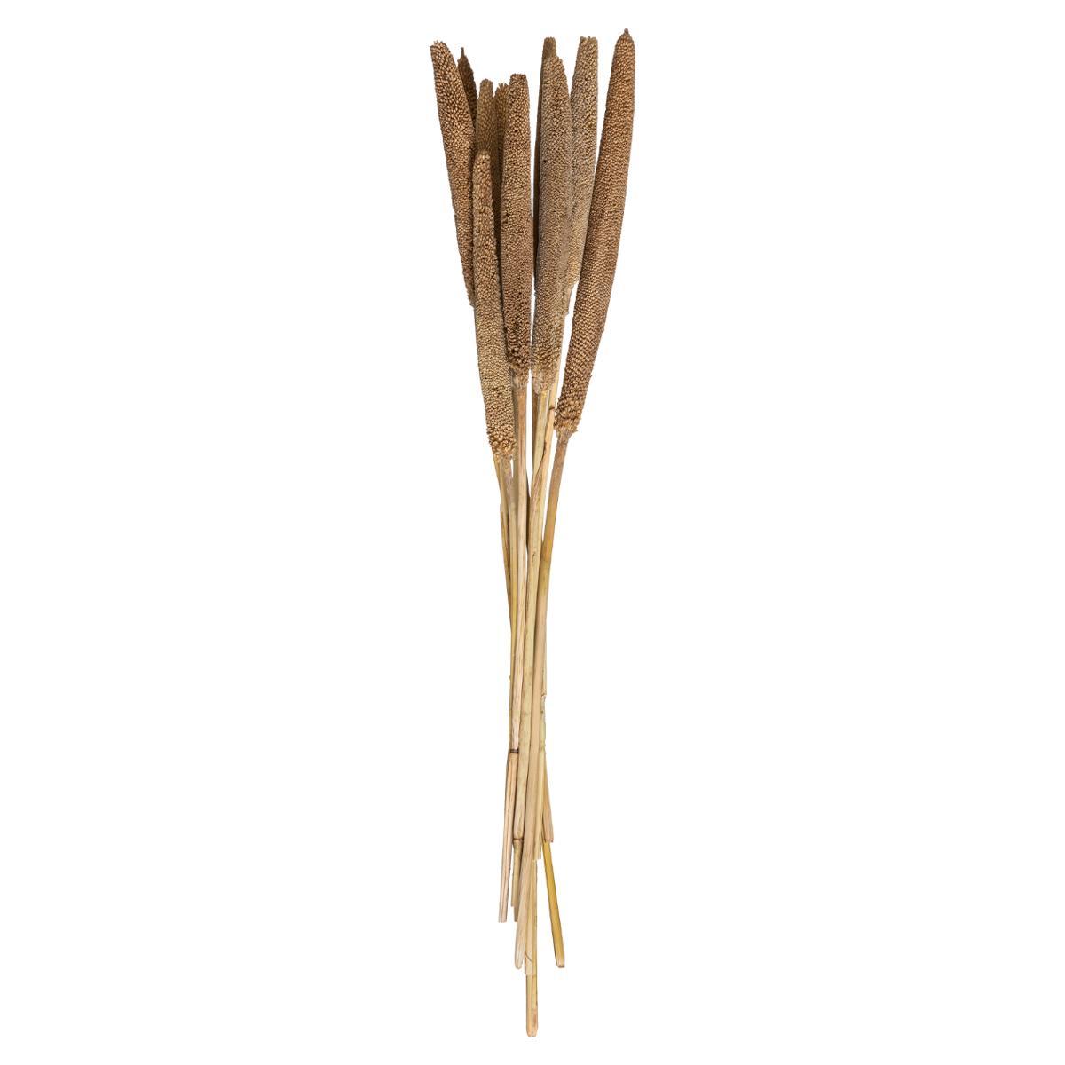 TIGES SECHEES NATUREL OCRE