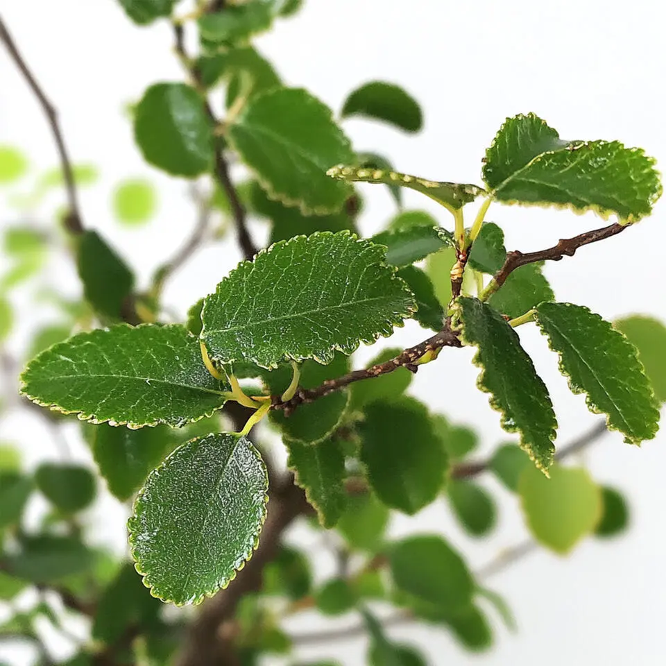 Japanse lep - Zelkova serrata - Hoogte 20-30cm - ⌀20cm