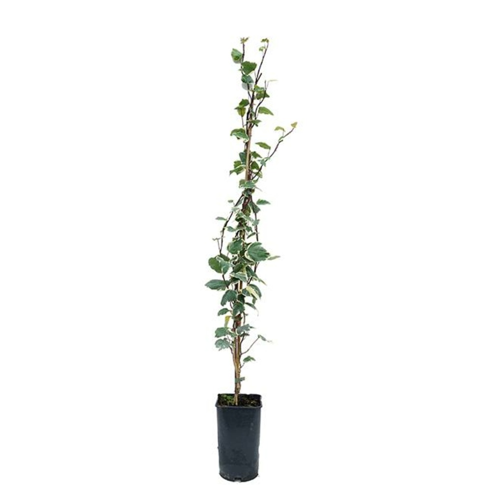 Lierre des canaries 'gloire de marengo' - hedera canariensis 1.5l