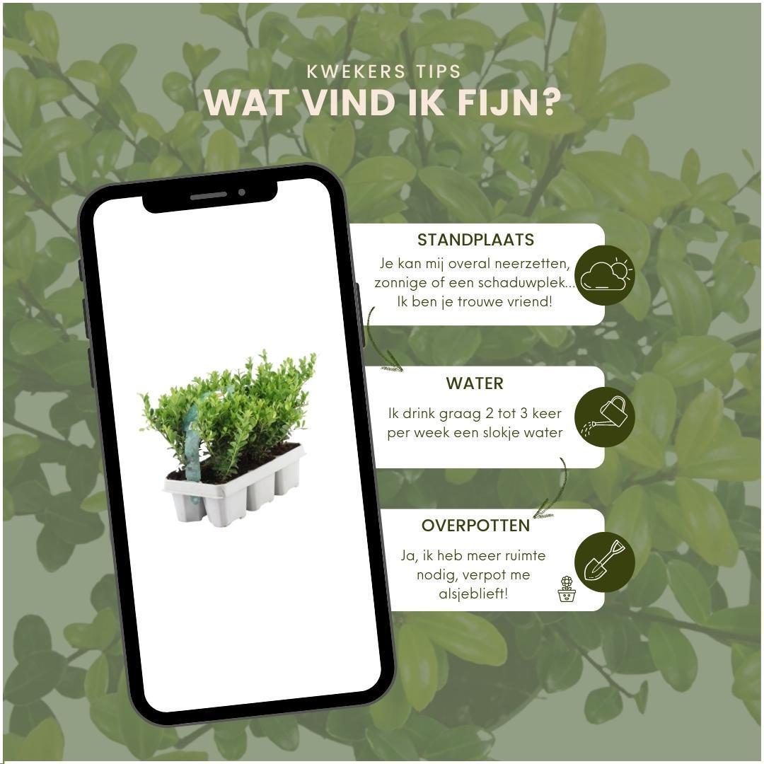 Ilex crenata 'jenny' - lot de 6