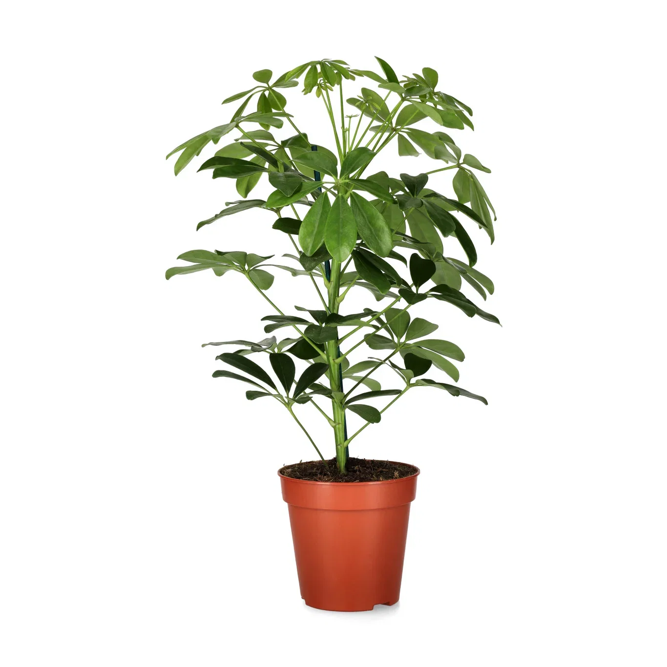 Schefflera arboricola 'Nora' Paraplytre ‘Nora’ Høyde 40 cm