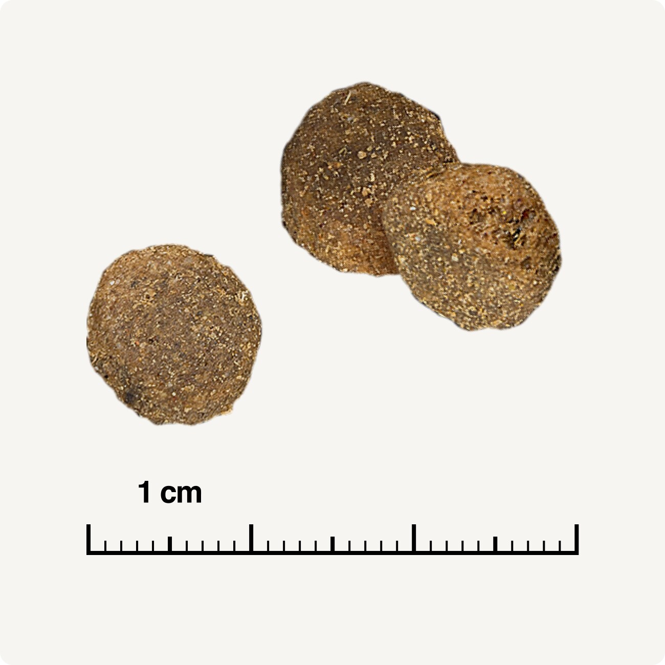 REAL NATURE WILDERNESS Trockenfutter Hund, Adult, Black Earth Rind und Büffel 1 kg