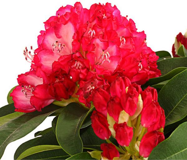 Rhododendron 'Super Mega'