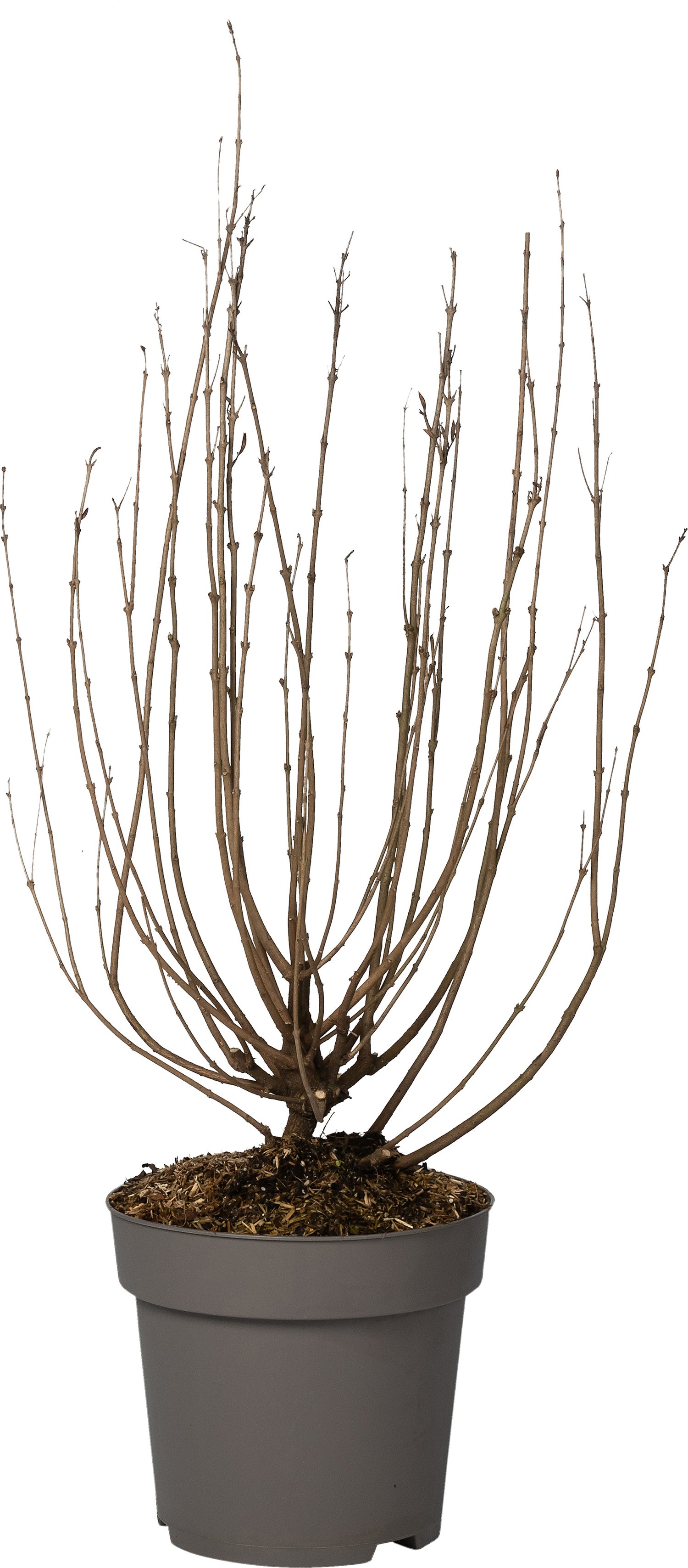 Dwergsering (Syringa flowerfesta 'White') D 28 H 40 cm