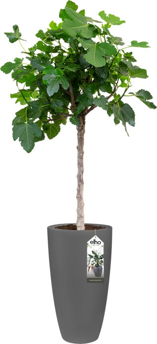 Elho bloempot Pure antraciet D 34,5 H 61,5 cm