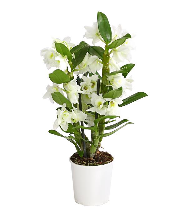 Trauben-Orchidee - Dendrobium nobile