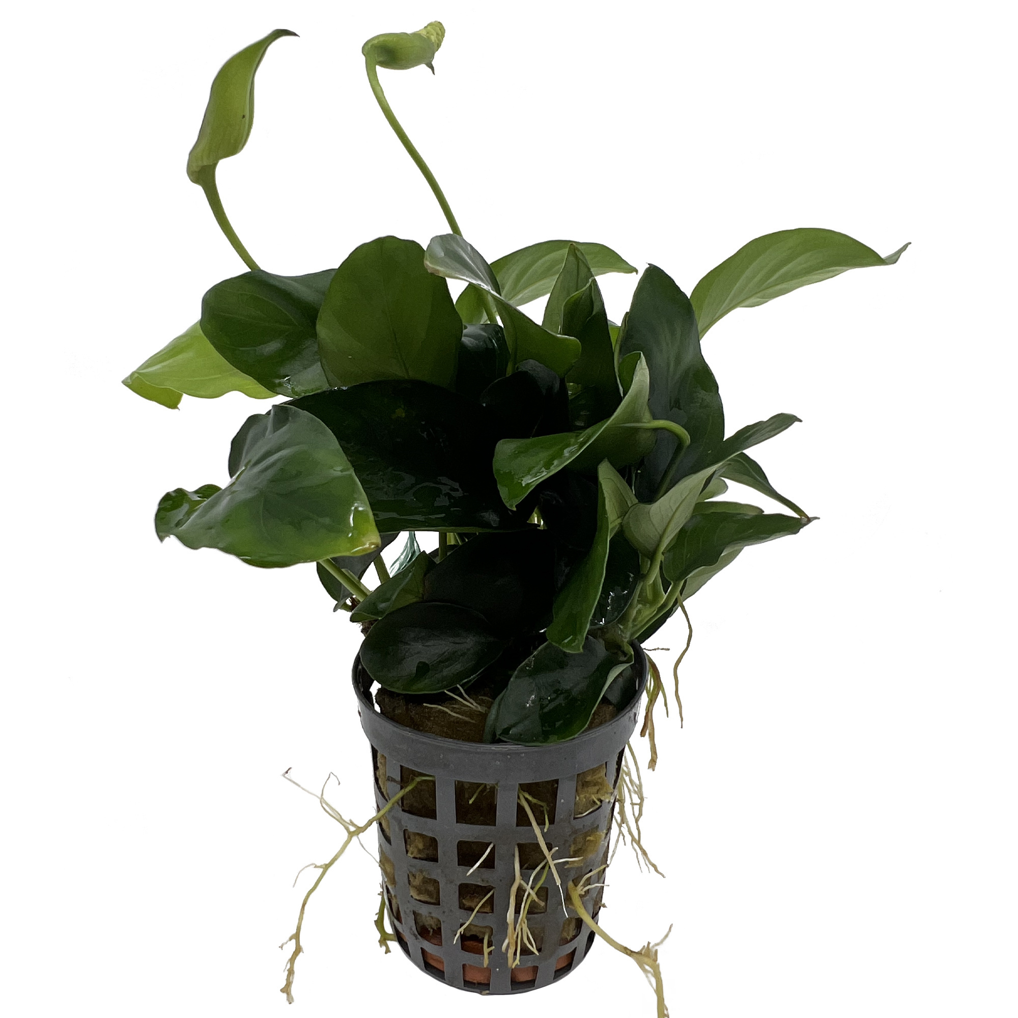 AquastoreXL Plantenpakket Small 3 | Aquariumplanten