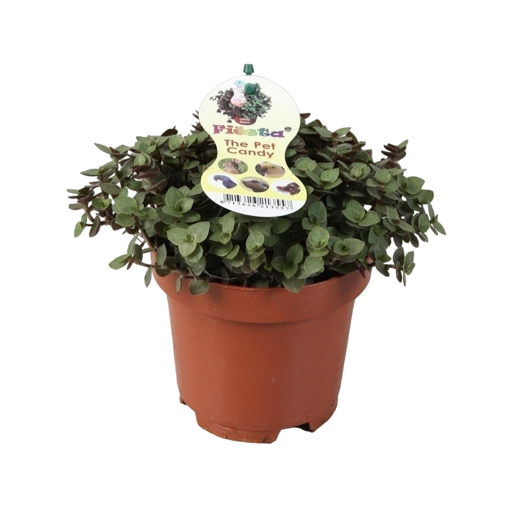 Plante d'intérieur - calissia repens 17.0cm