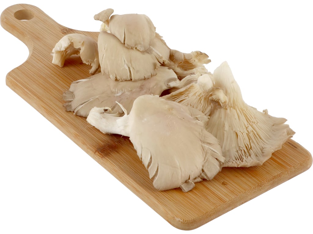 COGUMELOS PLEUROTUS KG