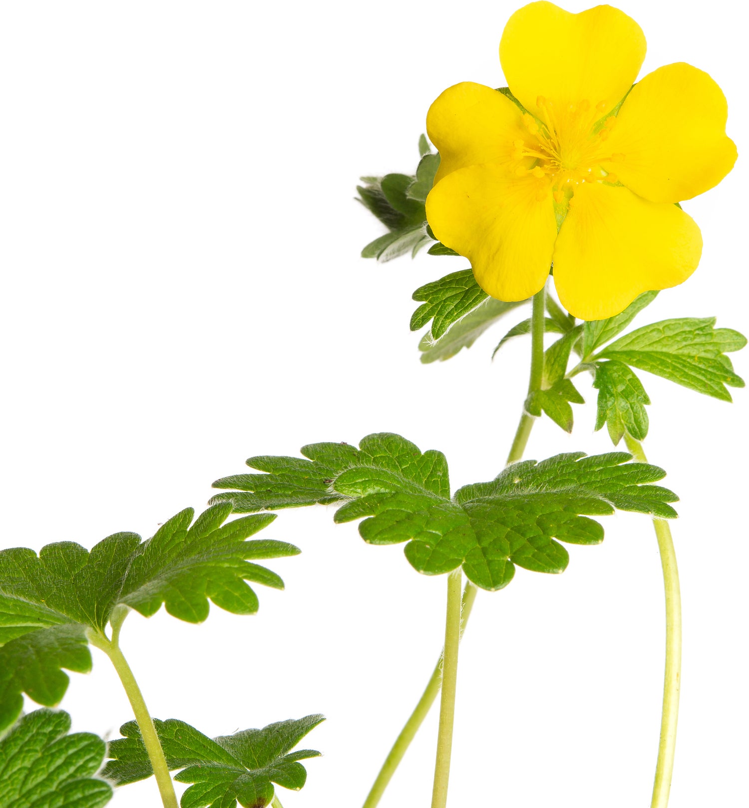 Ganzerik (Potentilla aurea 'Senior') D 9 H 15 cm