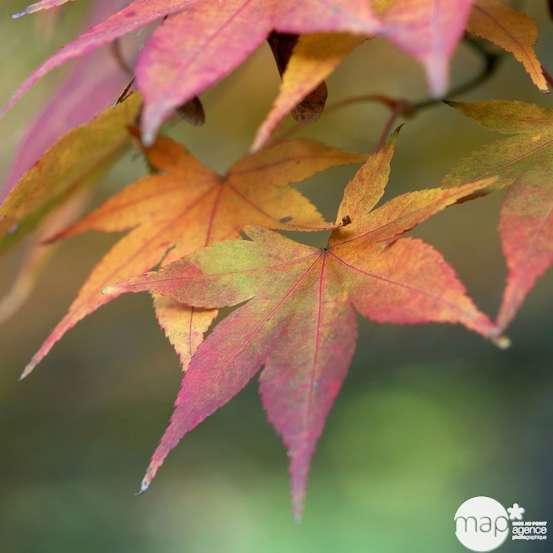 Acer palmatum TRUFFAUT : ctr 30 L - Variétés variables