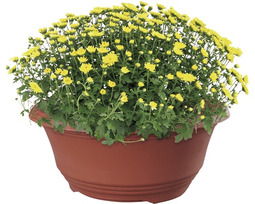Herfstchrysanthemum bol, ca. 40-50 cm diameter, FloraSelf Chrysanthemum indicum, potmaat 19 cm, willekeurige soortselectie
