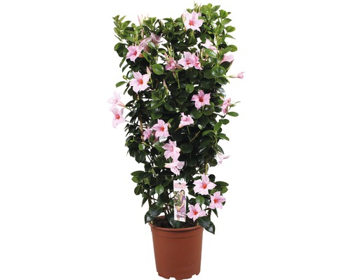 Dipladenia, trechtervormige leibloem FloraSelf Dipladenia mandevilla Totale hoogte ca. 90 cm Ø 21 cm Pot lichtroze